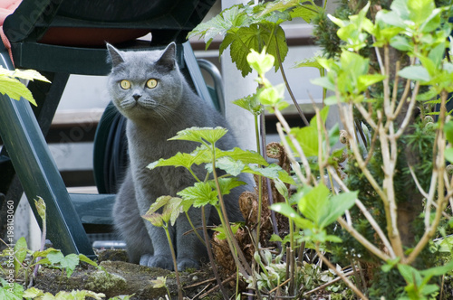 Graue Britisch Kurzhaar Katze Kaufen Sie Dieses Foto Und