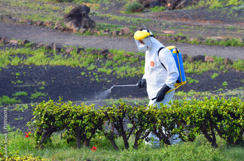 Fotomural Insecticide Spraying of garden man wearing protective suit.