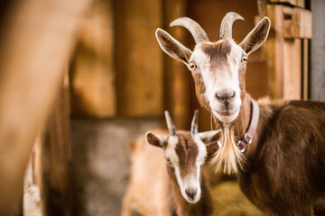 Mother goat with baby brown goats in a barn