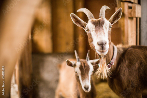Cuadros en Lienzo Mother goat with baby brown goats in a barn