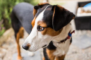 Beautiful dog closeup