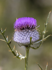 Sticker - Purple flower of Wooly Thistle