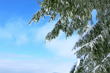 Sticker - Fir branches covered with snow on winter day