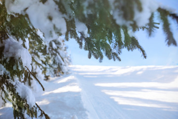 Poster - Snow covered fir tree branches on sunny winter day