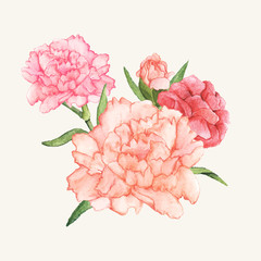Canvas Print - Hand drawn carnation flower isolated