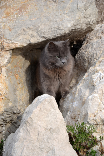 Chat Gris Poils Longs Dans Les Rochers 03 Buy This Stock Photo And Explore Similar Images At Adobe Stock Adobe Stock