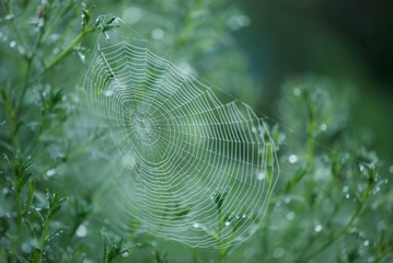 spider web on green grass