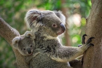 mother and baby koala on a tree in natural atmosphere.
