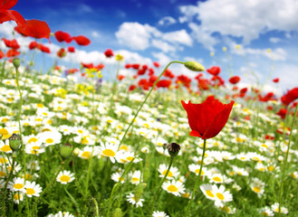 Poster - red poppy and wild flowers