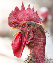 Rooster With A Bare Neck On The Farm
