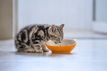 Wall Mural - The cute kitten is eating.