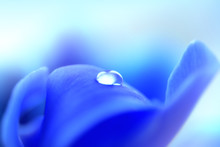 Water Drop On A Flower Blue Petal
