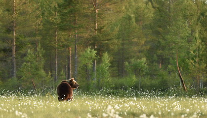 Wall Mural - brown bear in forest landscape. brown bear in taiga landscape.