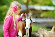 Cute Little Girl Petting And Feeding A Goat At Petting Zoo. Child Playing With A Farm Animal On Sunny Summer Day.