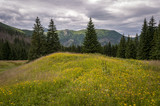 Fototapeta Na ścianę - Yellow summer flowers on a mountain glade. Tatra Mountains.