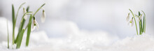 Snowdrop Flowers (Galanthus Nivalis) Growing Out Of The Snow, Panoramic Banner Format With Copy Space In The Center