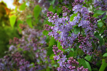 Lilac flowers bunch violet art design background. Beautiful violet Lilac flower closeup.