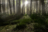Fototapeta  - Wald Lichtung im Morgennebel