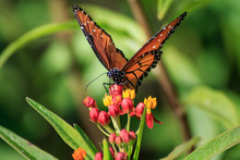 Queen Butterfly On Feeding Butterfly Weed
