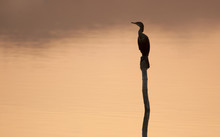 Cormorant Bird Silhouette And Sunset Unare Lagoon Wetland Venezuela