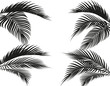 Different in form tropical black and white palm leaves. Isolated on white background. illustration