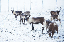 Group Herd Of Caribou Reindeers Pasturing In Snowy Landscape, Northern Sweden Near Norway Border, Lapland