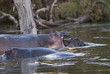 © foto4440 - Hippopotamus on the surface , Kruger National Park , Africa
