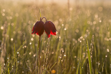  checkered lily, field, flower