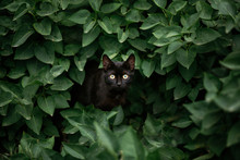 Amazing Black Cat Looking Among Green Leaves. Beautiful Dark Cat With Green Eyes Standing In Bush Leaves And Hiding, Looking And Hunting, Peeking. Space For Text. Amazing Moment