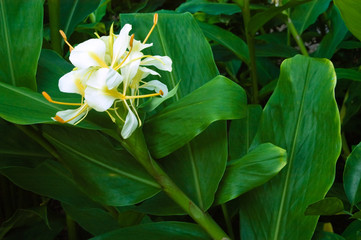 Wall Mural - Big Flower Ball Ginger Lily