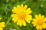 Fototapeta Storczyk - Beautiful daisy flowers on green meadow