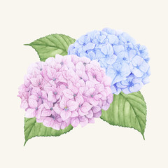 Sticker - Hand drawn hydrangea flower isolated