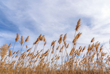 Low Angle View Of Prairie Grass Blowing In The Wind