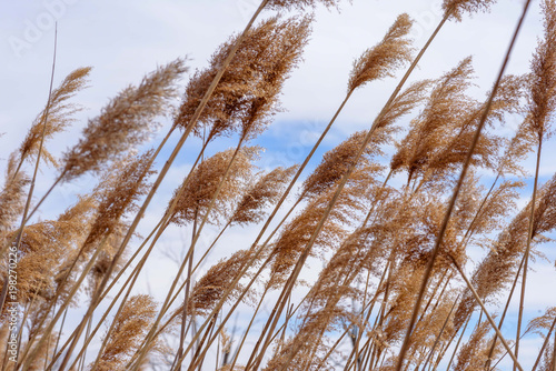 macro closeup of tall grass blowing in wind