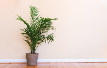 large indoor palm plant in a pale yellow room