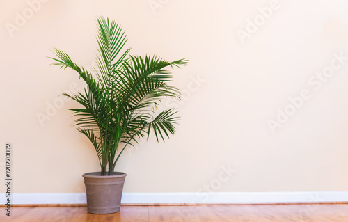 Fotografie, Obraz Large indoor palm plant in a pale yellow room