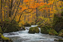 Oirase Stream In Autumn Season.