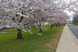 Alley with blossoming cheery trees in the park along Potomac River in Washington DC, USA. Mature cherry tree at full blossom near the water.