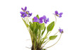 flowers of a forest violet isolated