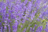 Fototapeta Lawenda - Beautiful image of lavender field over summer sunset landscape.