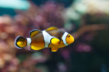 clown anemonefish swimming