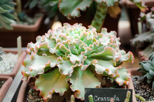 Crassula Green Color With Pink Edges Curly Leaves. Succulents