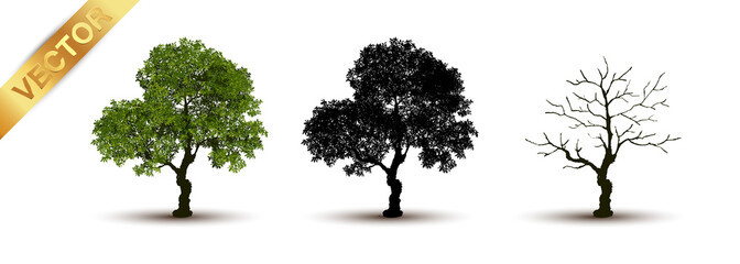 Beautiful tree Realistic  on a white background.
