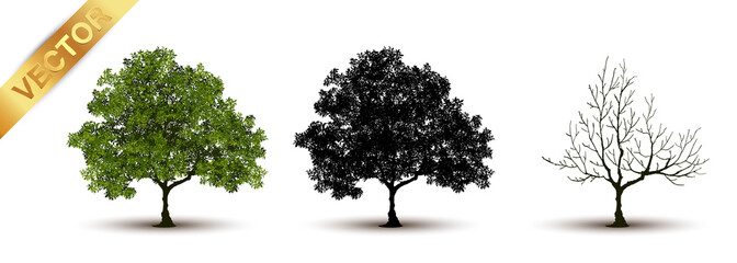 Beautiful tree Realistic  on a white background.
