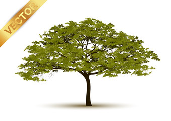 Beautiful tree Realistic  on a white background.