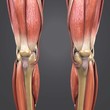 Lower Limbs with bones Anterior view