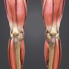 Wall Mural - Lower Limbs with bones Anterior view