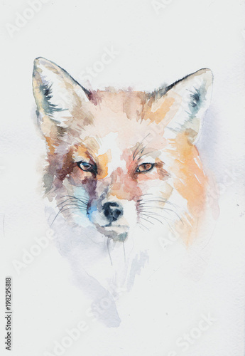 Valokuva  акварельная лиса