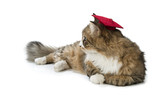 Fototapeta Koty - Norwegian forest cat wearing mortar board isolated on white background.   