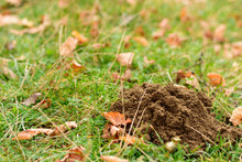 Mole Hole On The Green Grass In Fall Time With Copy Space